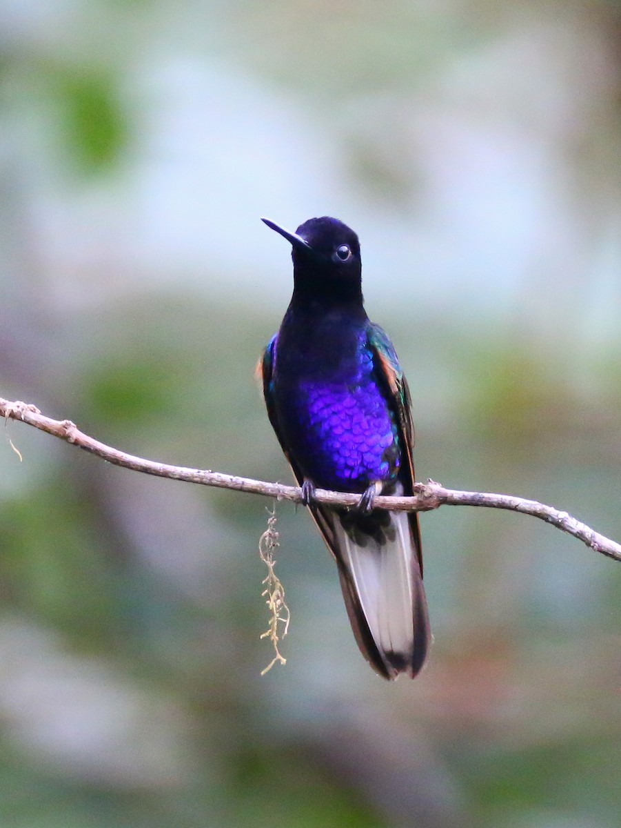 Velvet-purple Coronet - ML316050291