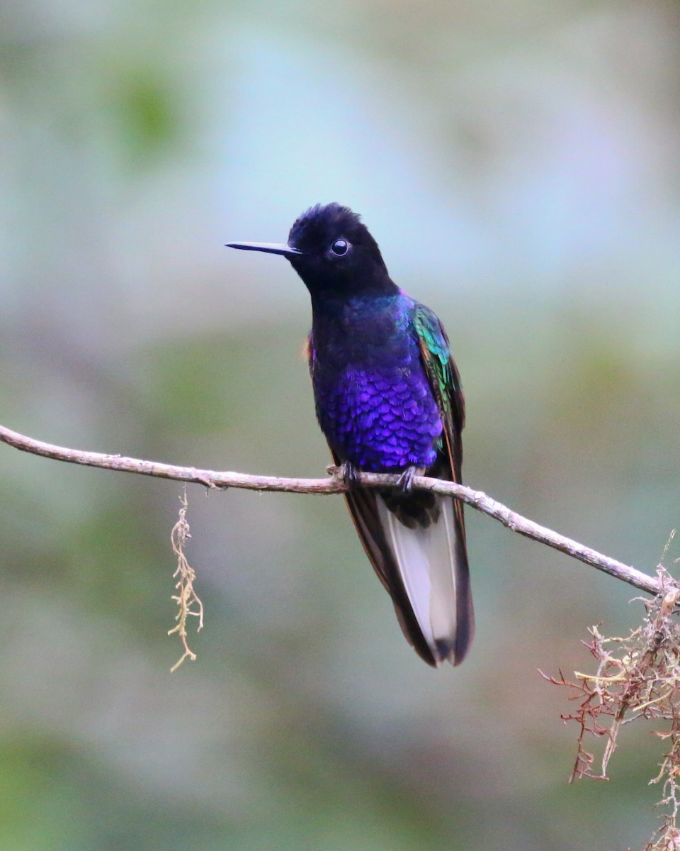 Velvet-purple Coronet - ML316050321