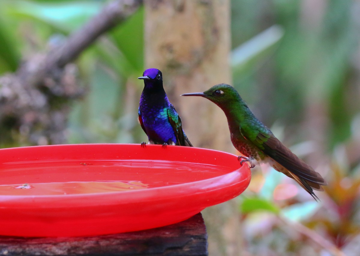 Colibrí Sietecolores - ML316050351