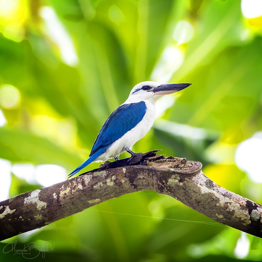 Beach Kingfisher - ML316050481