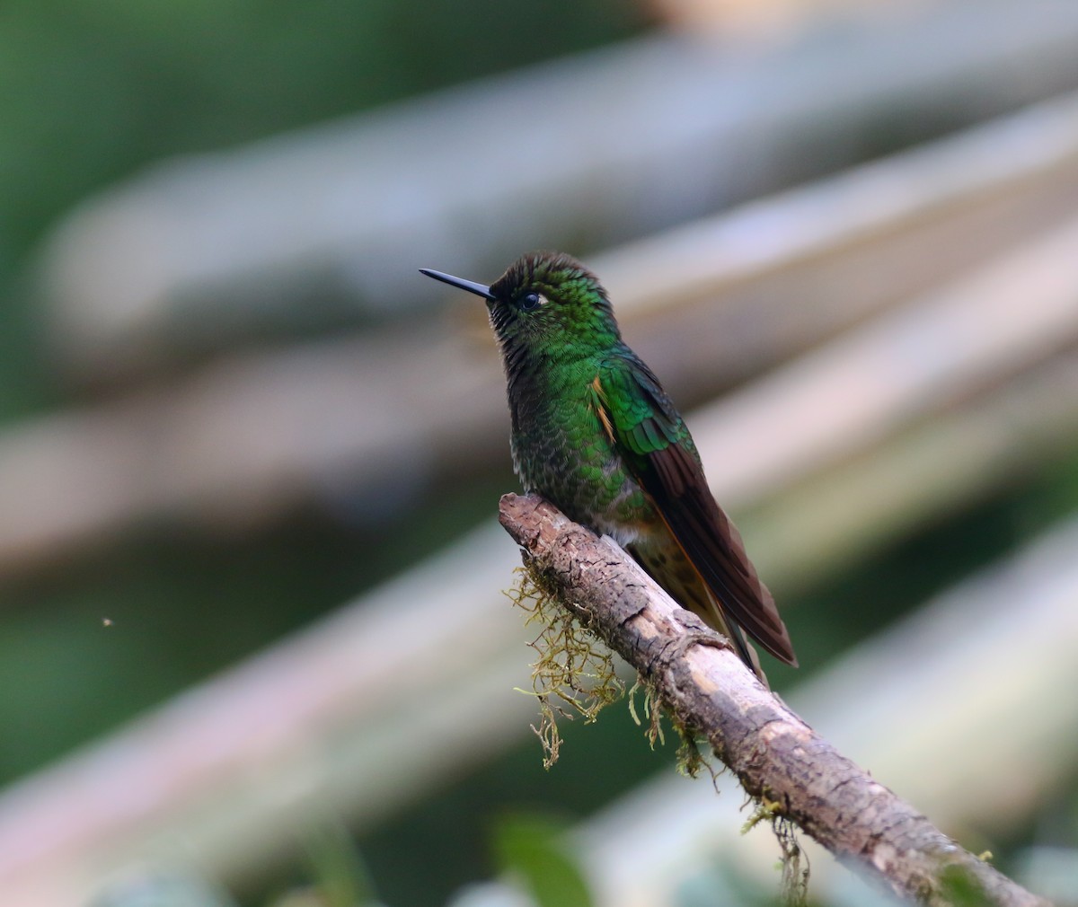 Colibrí Colihabano - ML316050731