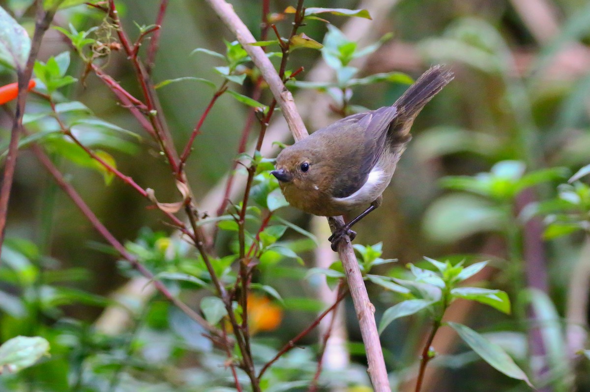 White-sided Flowerpiercer - ML316051351