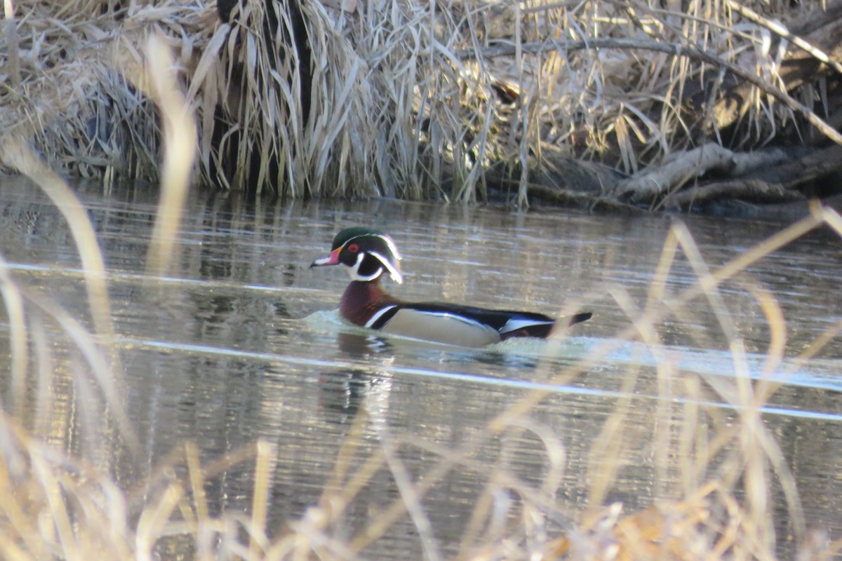 Wood Duck - Cedar Cunningham