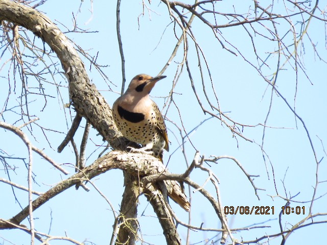 Northern Flicker - ML316052631