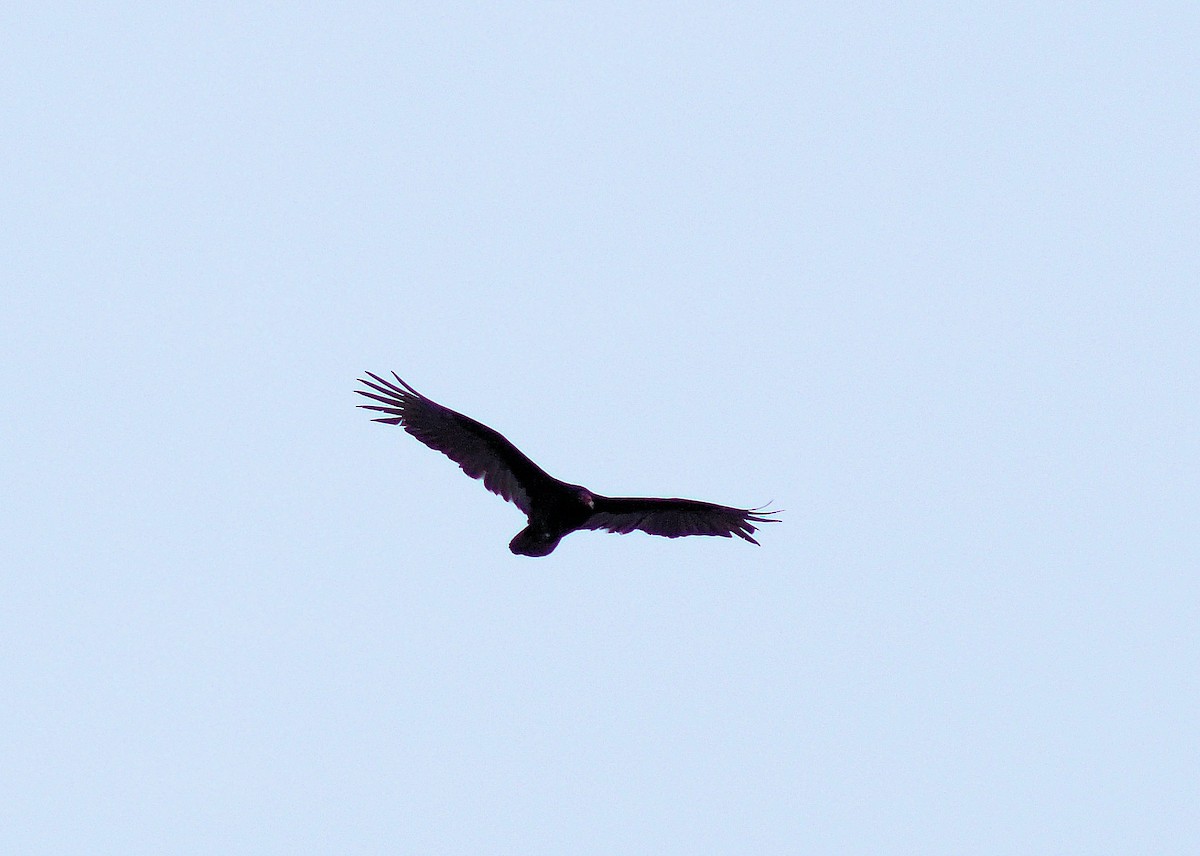 Turkey Vulture - ML316052861