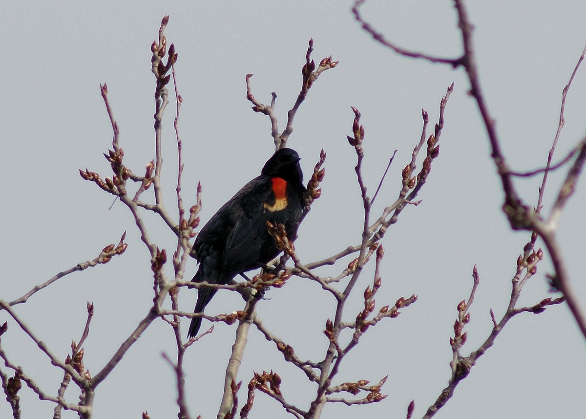 Red-winged Blackbird - ML316053901