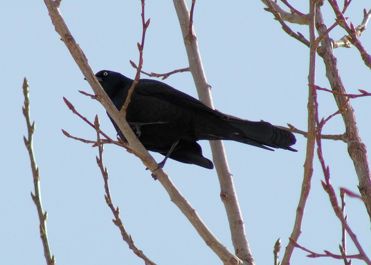 Common Grackle - ML316053971