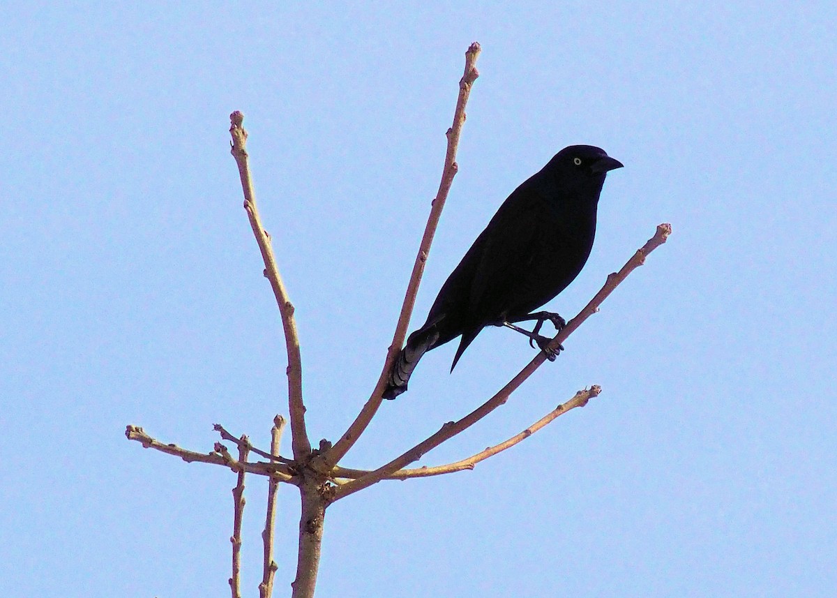 Common Grackle - ML316053981