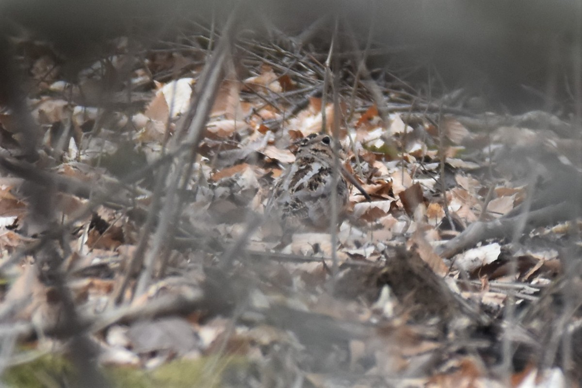 American Woodcock - ML316054231