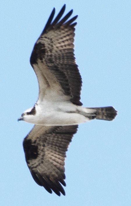 Osprey - ML316054571