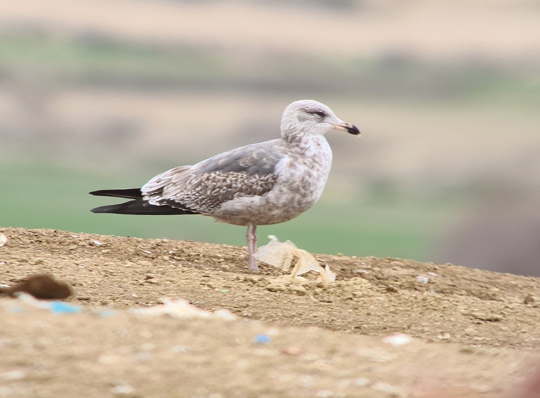 Lesser Black-backed Gull - ML316054731