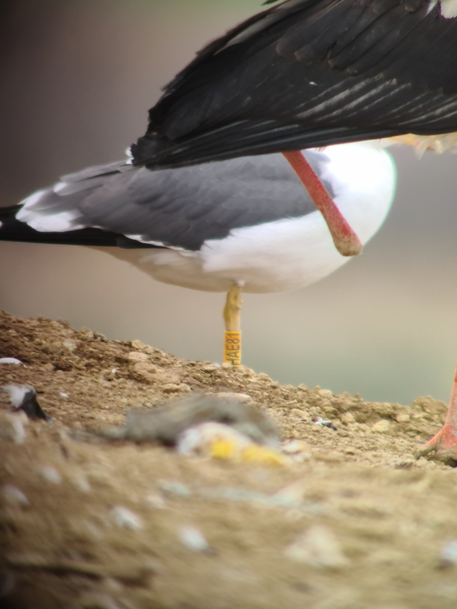 Lesser Black-backed Gull - ML316054751