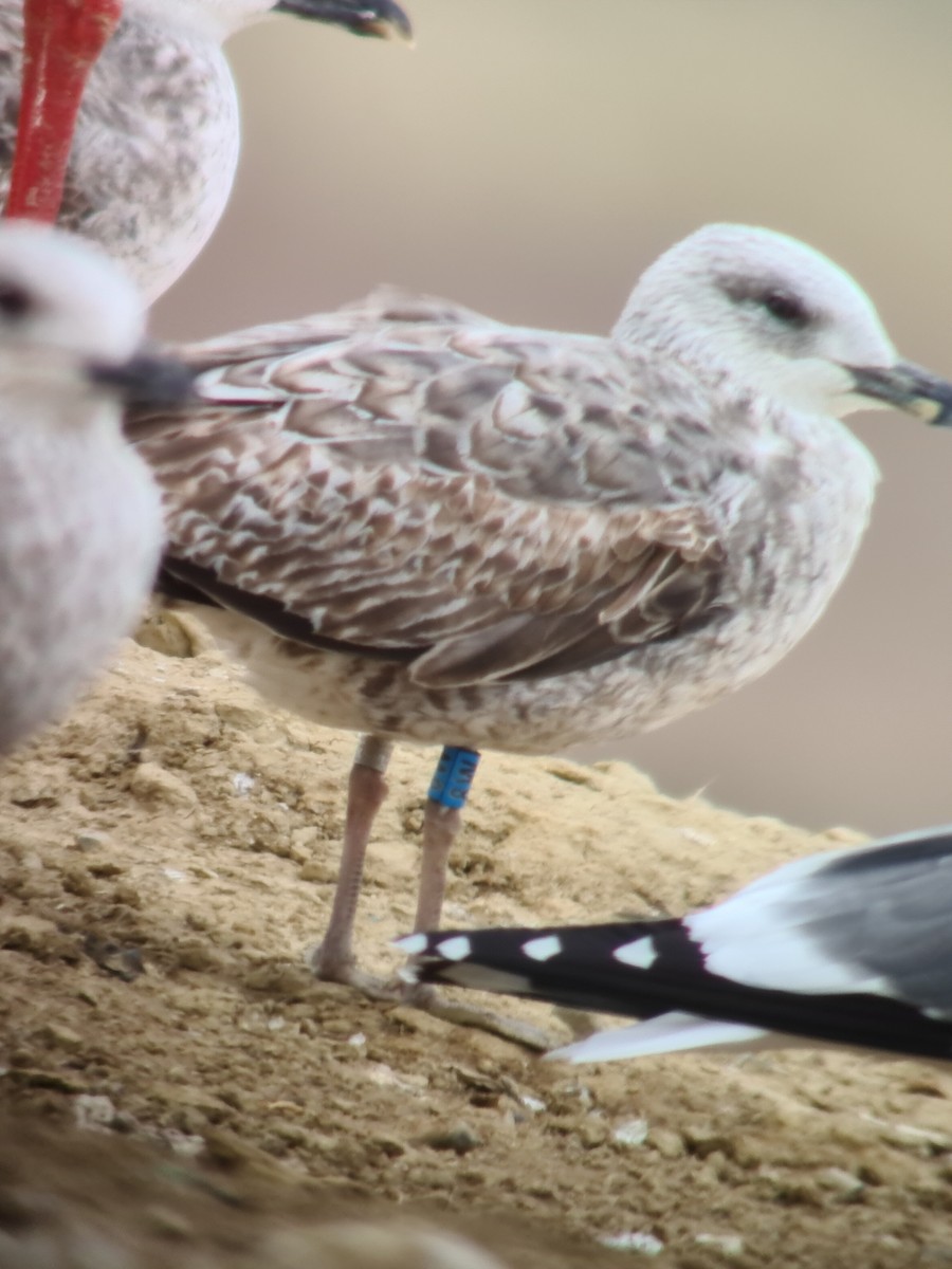 Lesser Black-backed Gull - ML316054761