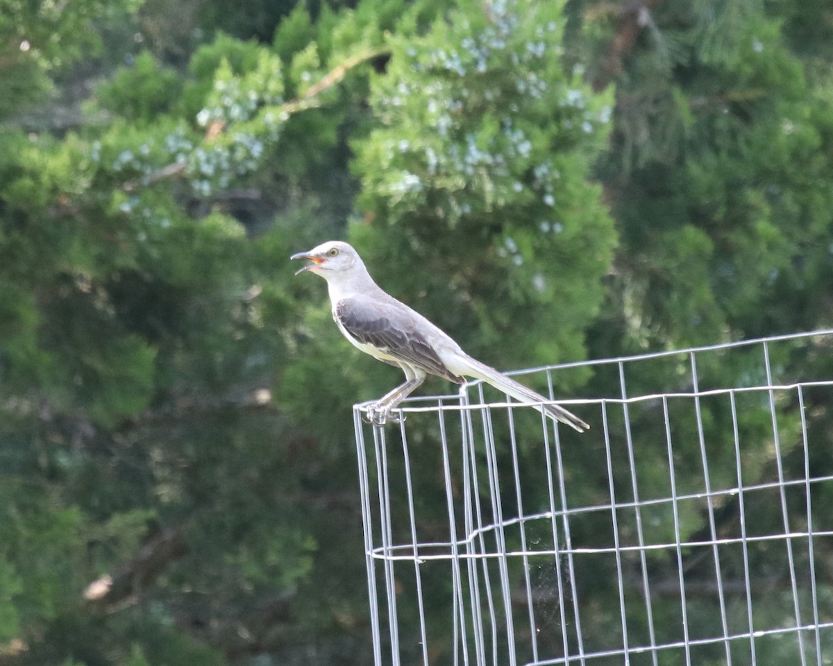 Northern Mockingbird - ML316054781