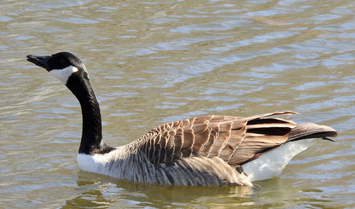 Canada Goose - ML316056061