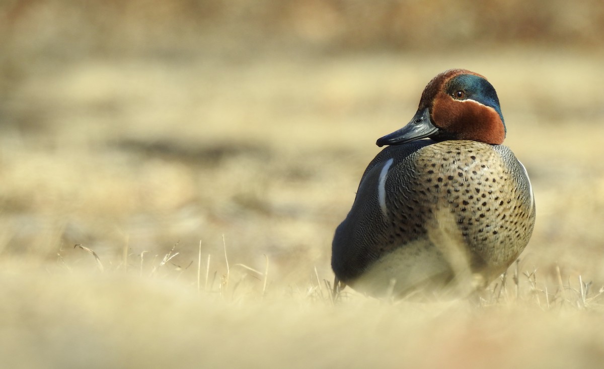 Green-winged Teal (American) - Weston Barker