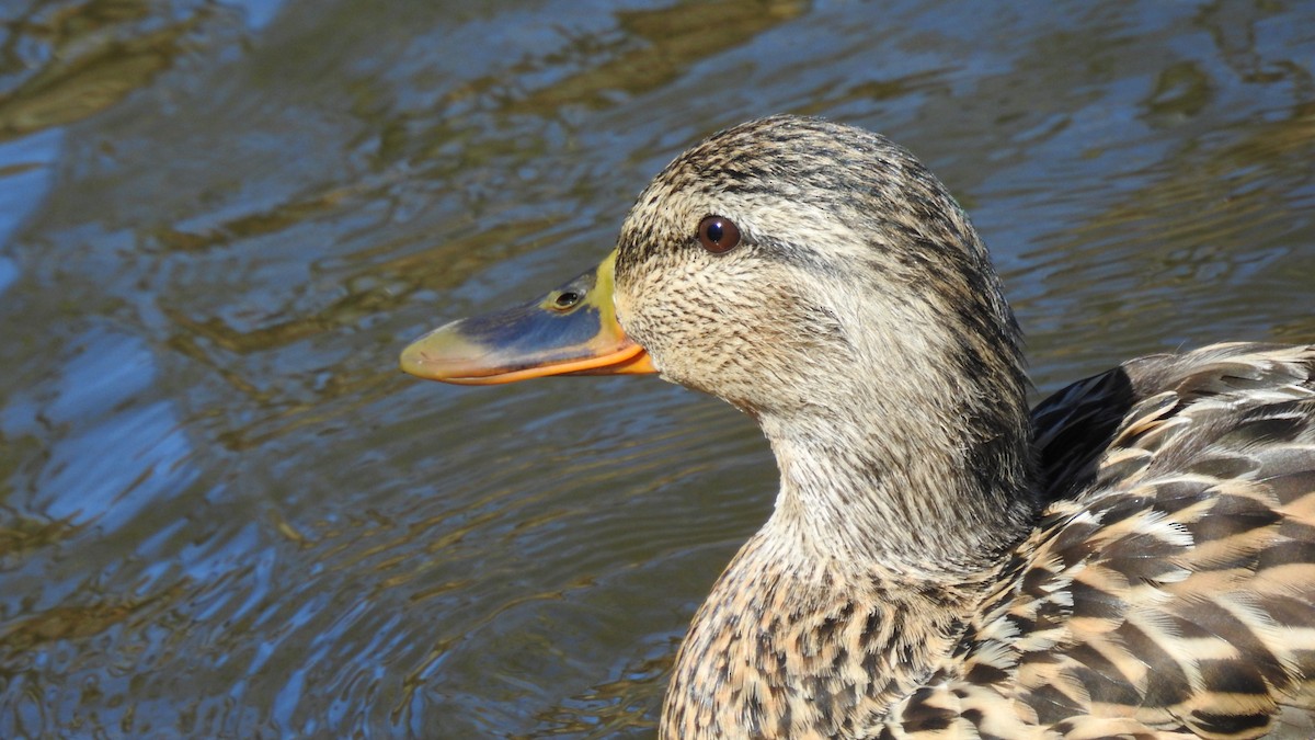 Mallard - Weston Barker