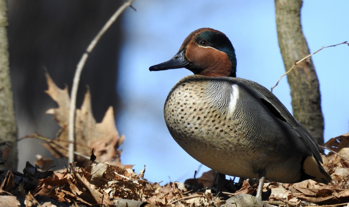 Green-winged Teal (American) - ML316056571