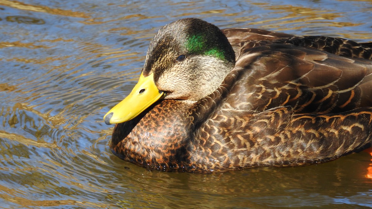 Mallard x American Black Duck (hybrid) - ML316056721