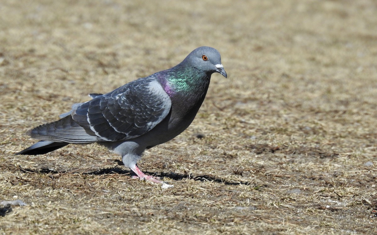 Rock Pigeon (Feral Pigeon) - Weston Barker