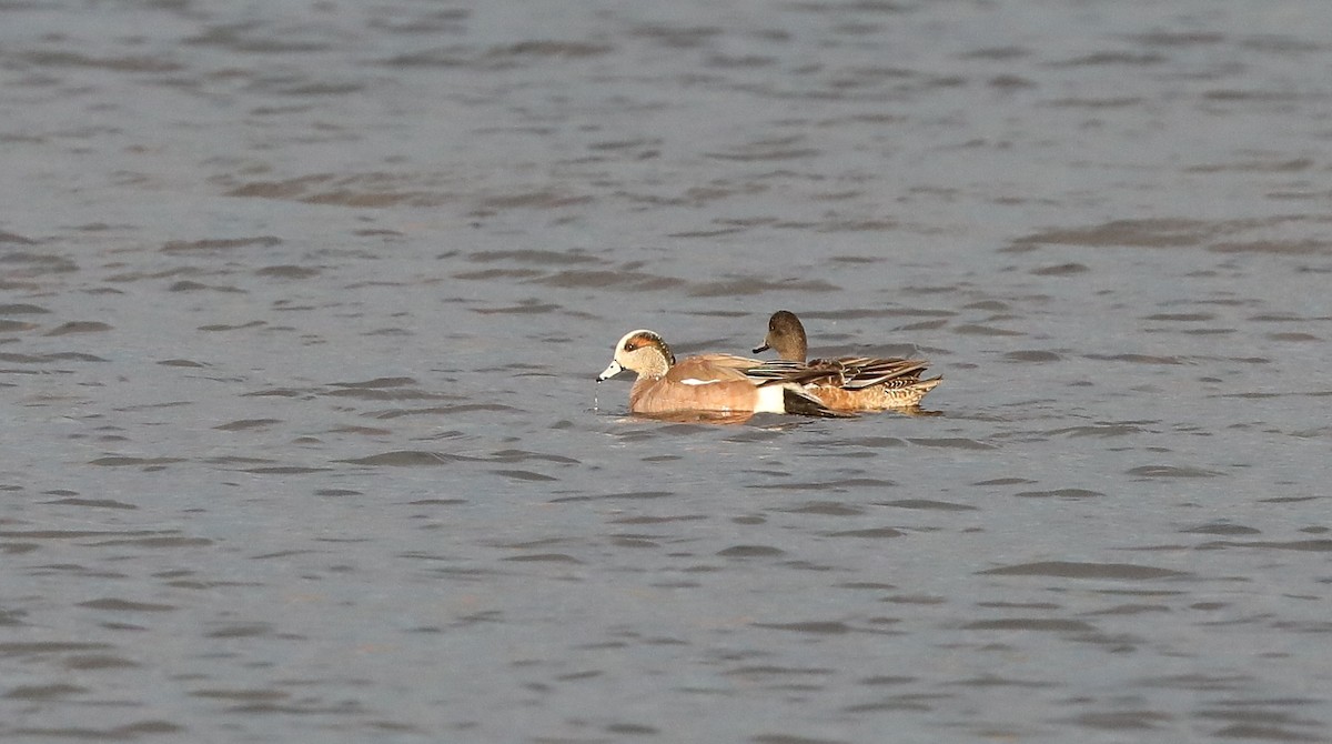 American Wigeon - ML316058891