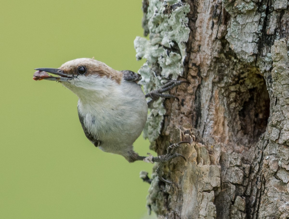 Brown-headed Nuthatch - Anne Tucker