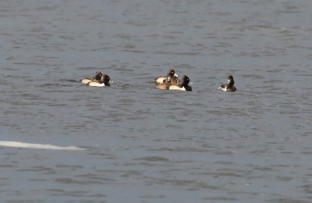 Ring-necked Duck - ML316059221