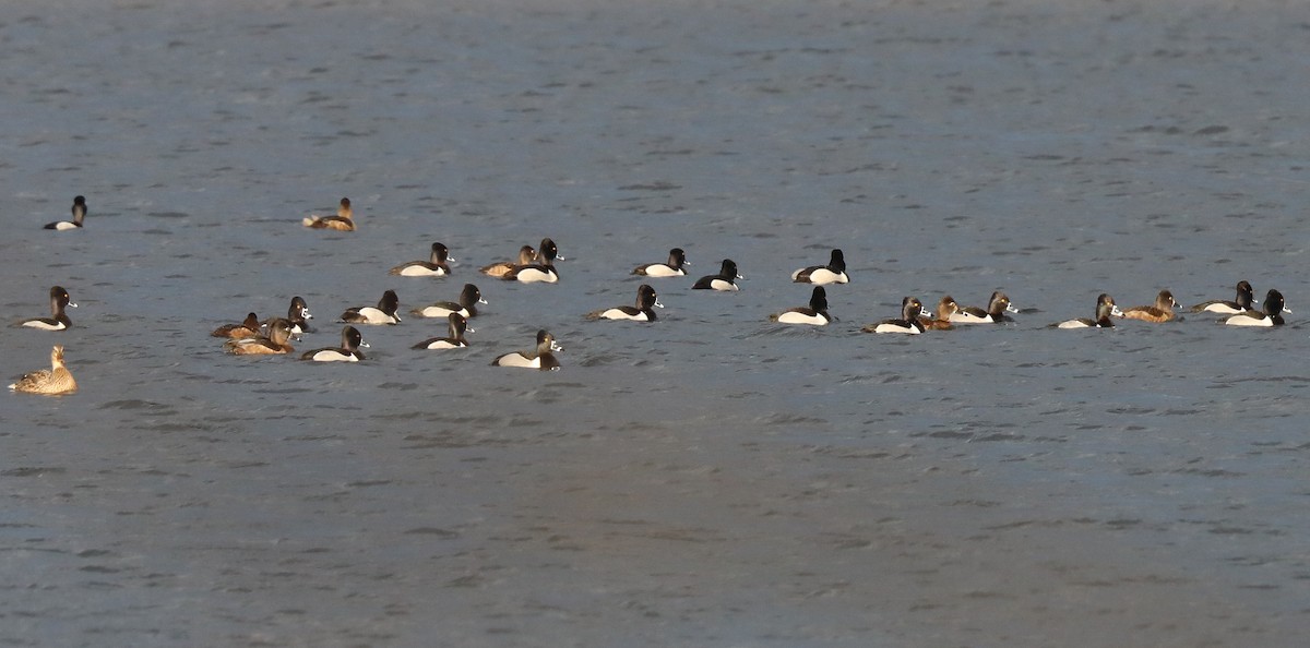 Ring-necked Duck - ML316059241