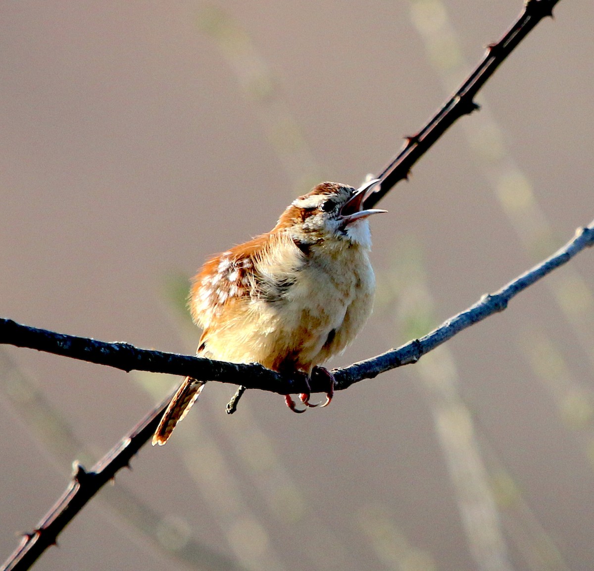 Carolina Wren - ML316061171