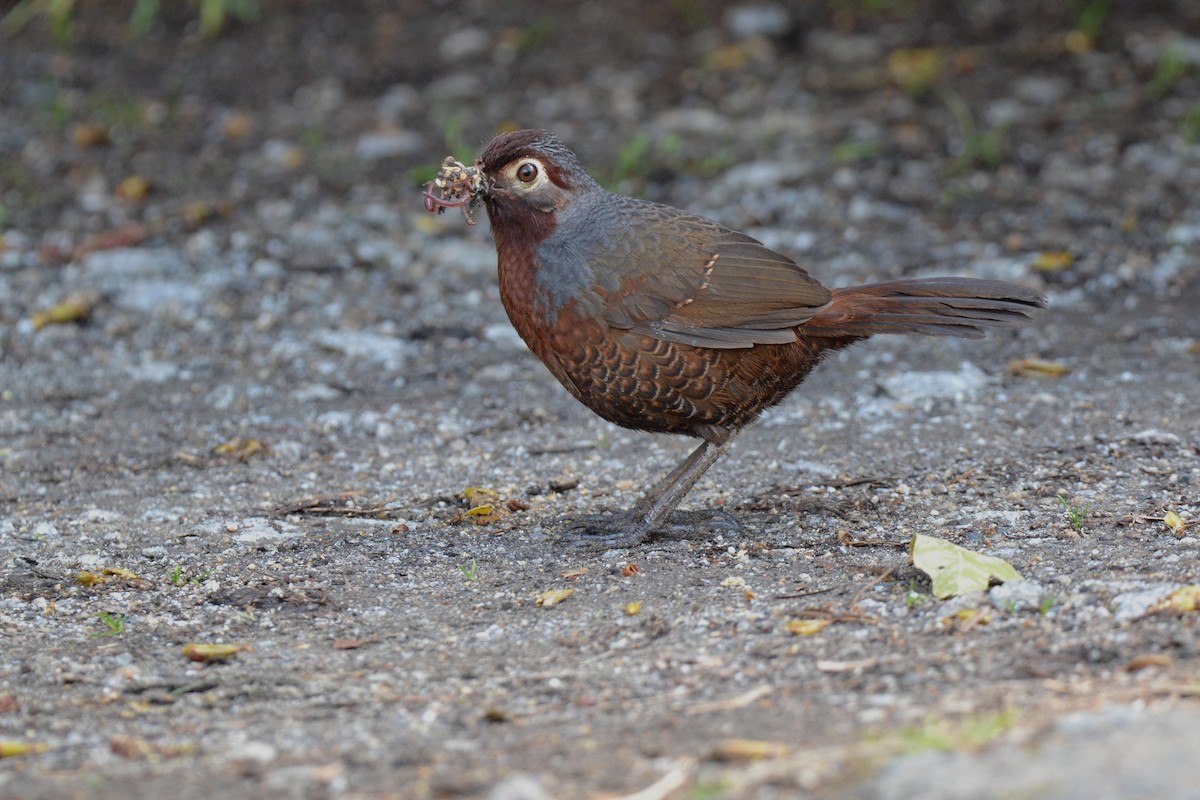 Chestnut-throated Huet-huet - Antonio Maureira