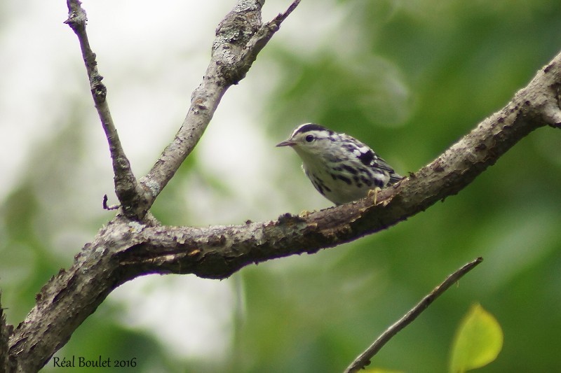 Black-and-white Warbler - ML31606551