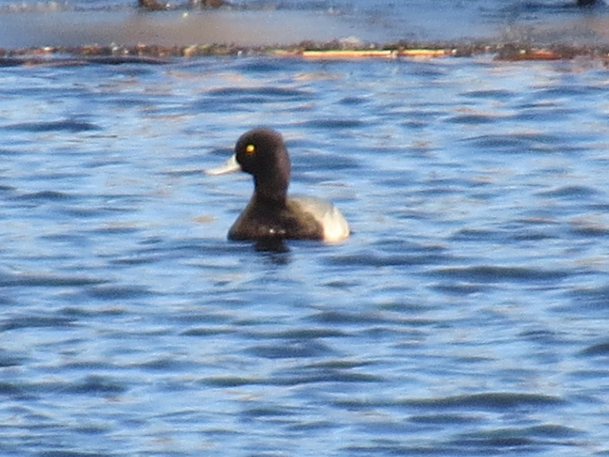 Lesser Scaup - ML316066261