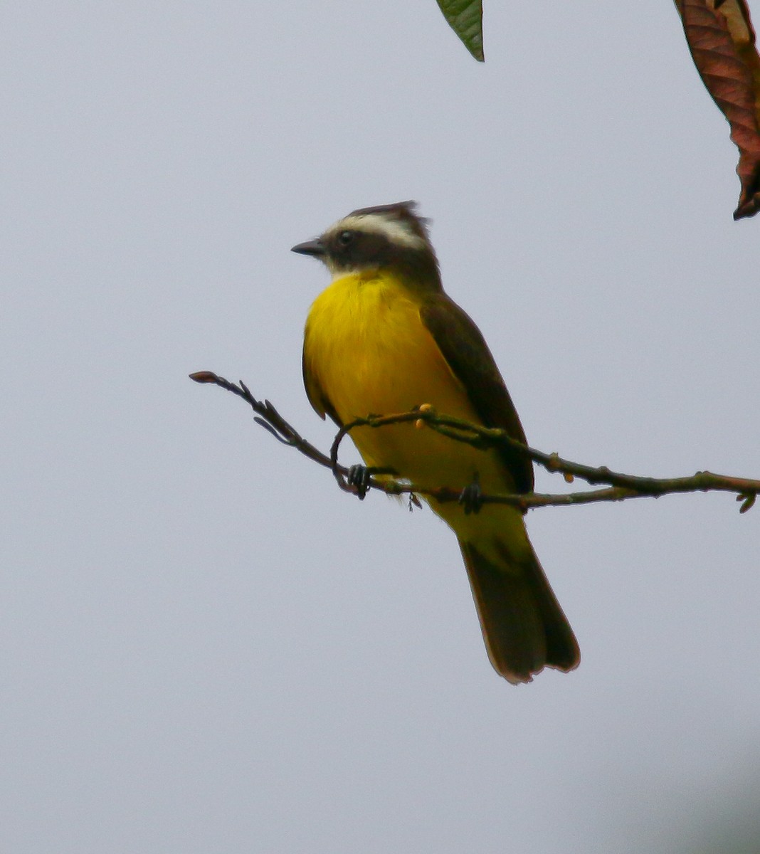 Rusty-margined Flycatcher - Aidan Griffiths