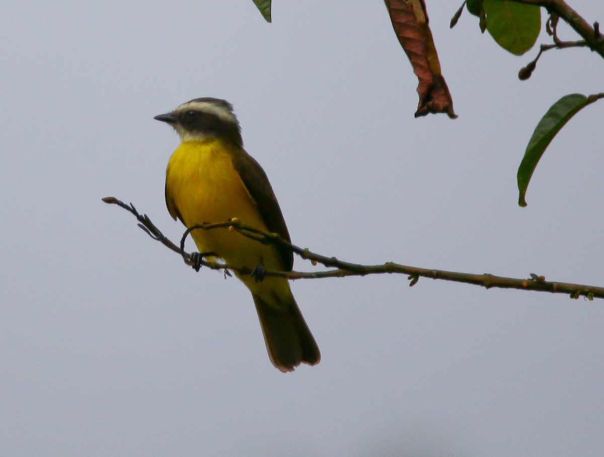 Rusty-margined Flycatcher - ML316066711