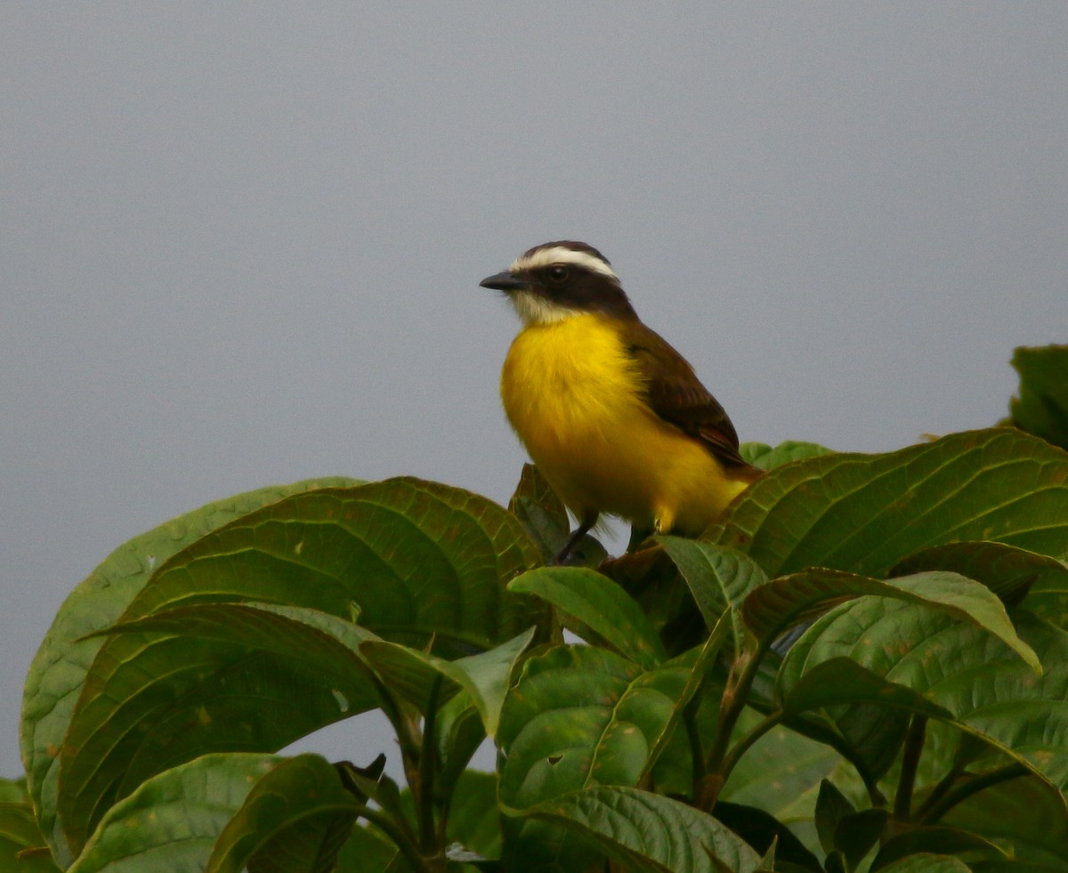 Rusty-margined Flycatcher - ML316066751