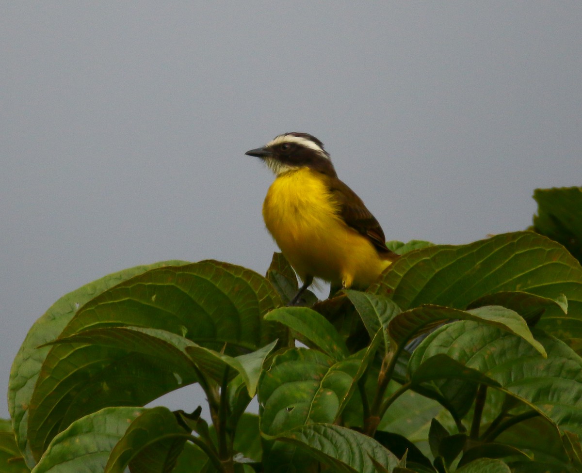 Rusty-margined Flycatcher - ML316066771