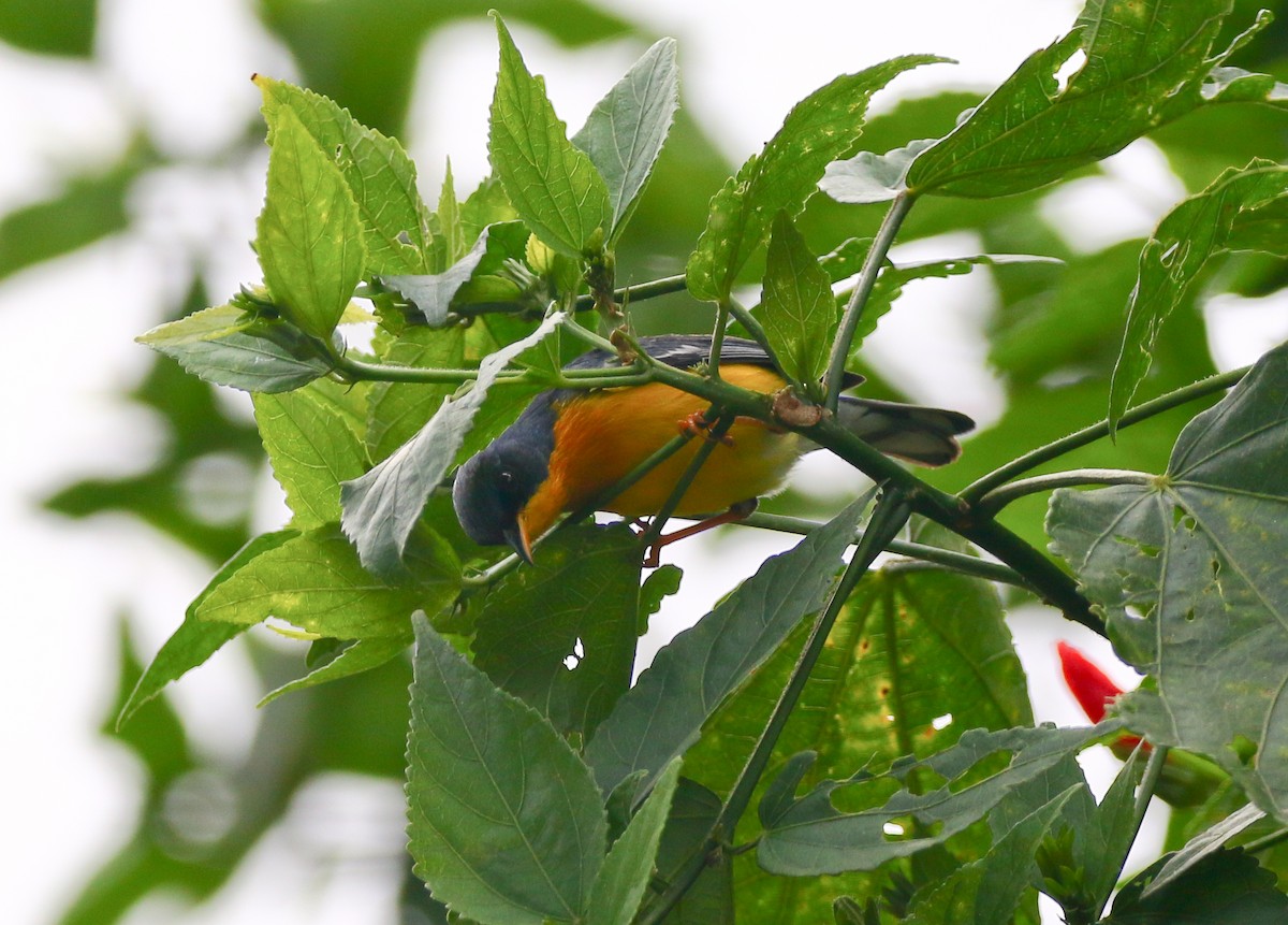 Tropical Parula - ML316066801