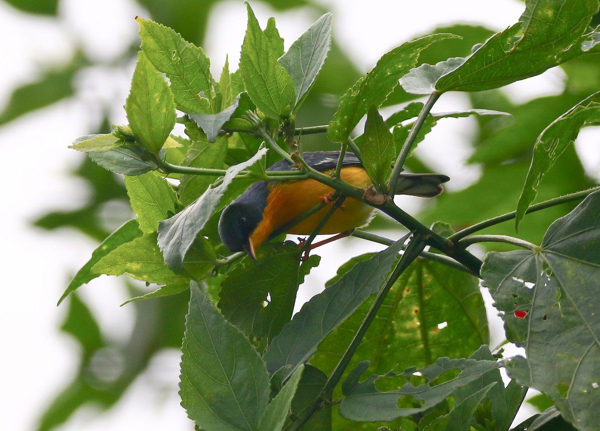 Tropical Parula - ML316066811