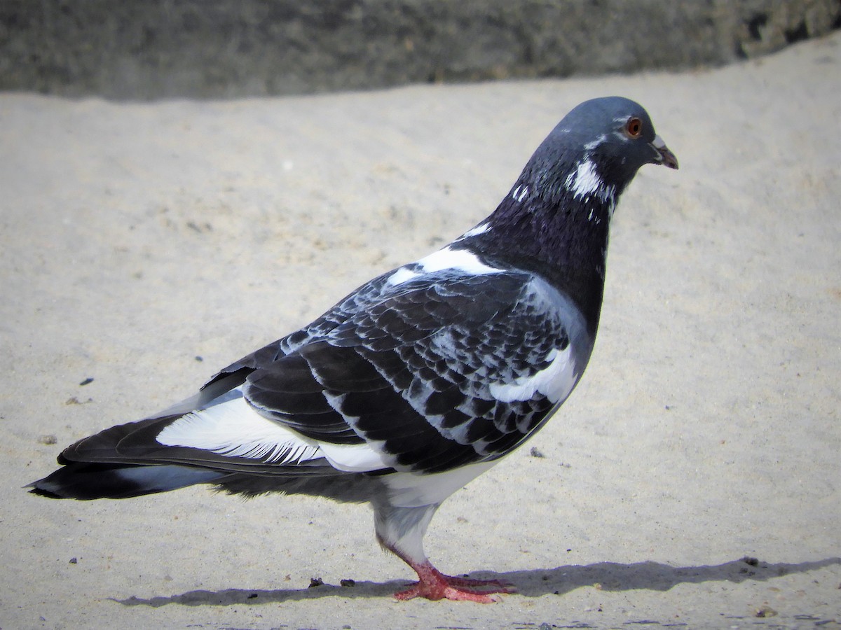 Pigeon biset (forme domestique) - ML316069041
