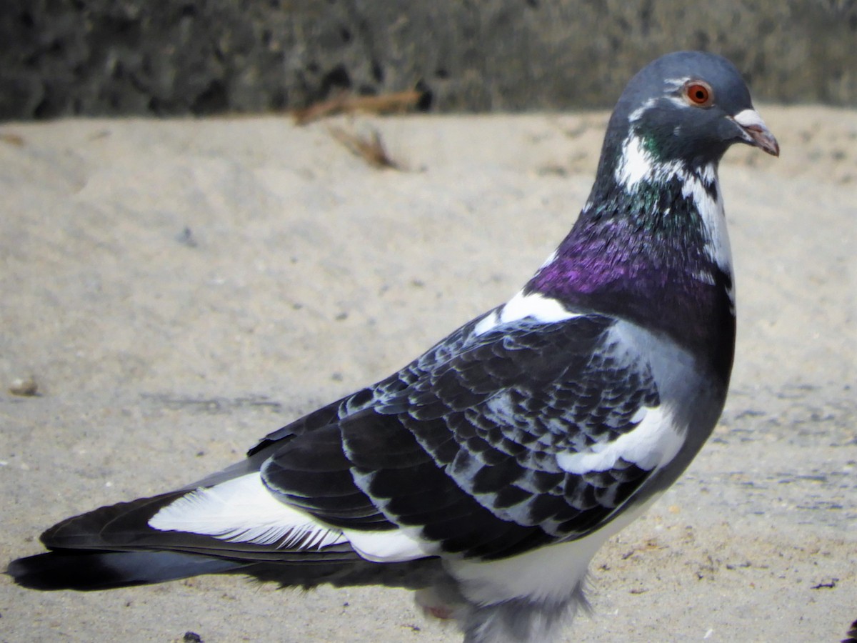 Rock Pigeon (Feral Pigeon) - ML316069281