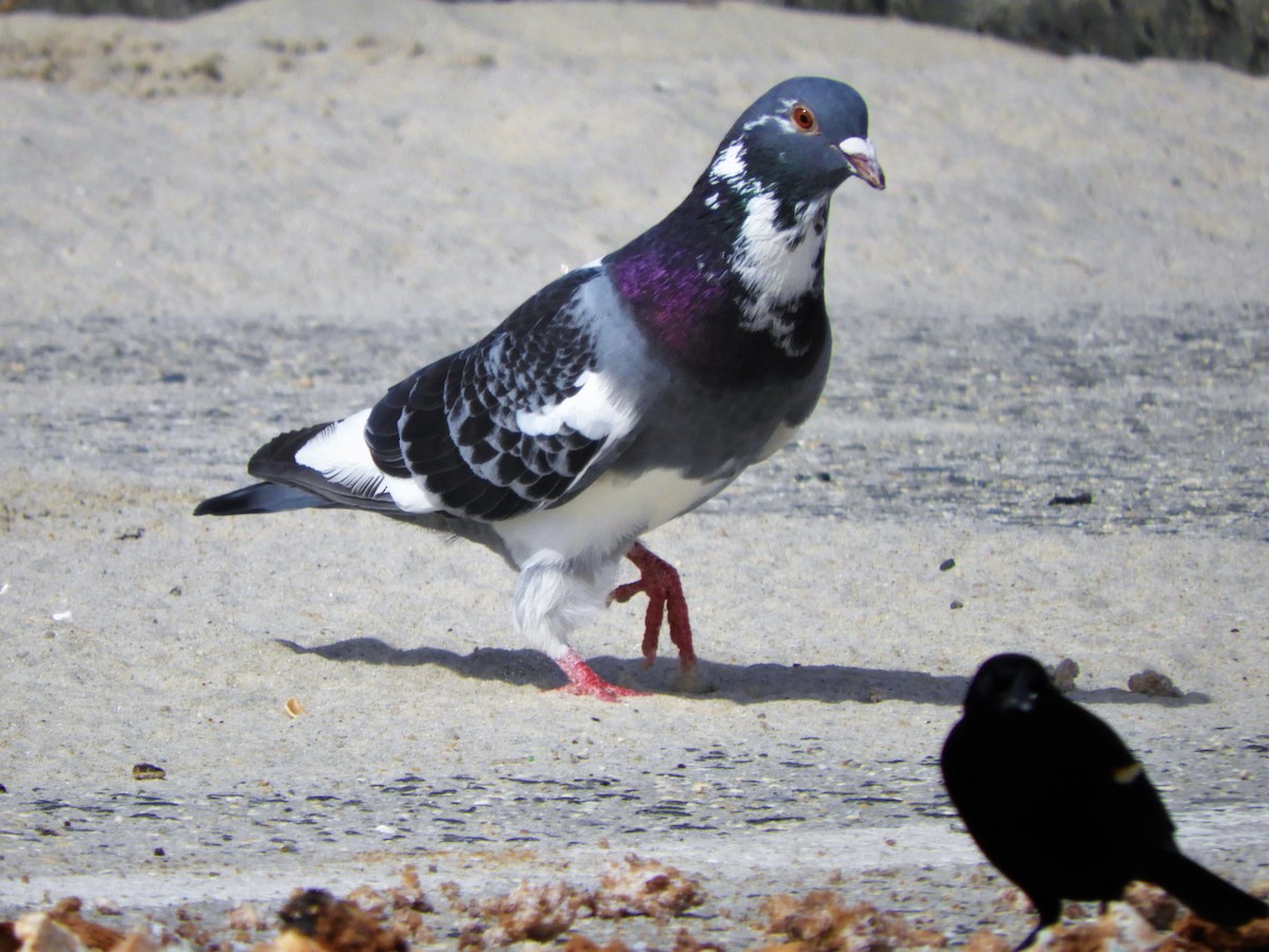 Rock Pigeon (Feral Pigeon) - ML316069291