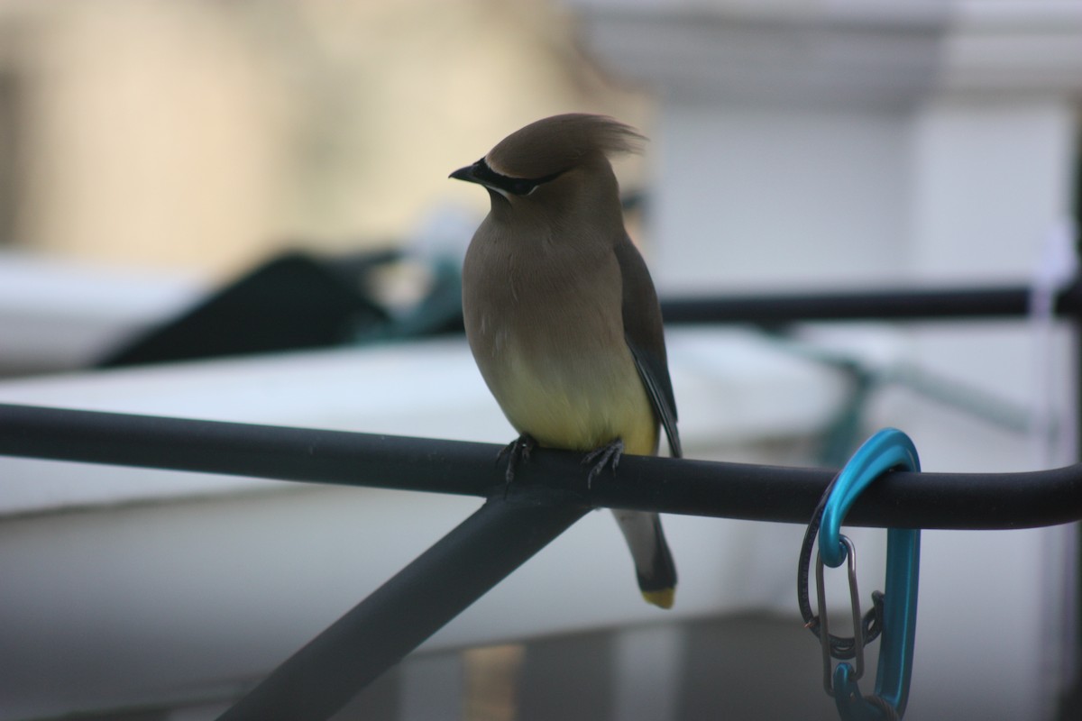 Cedar Waxwing - ML316070601