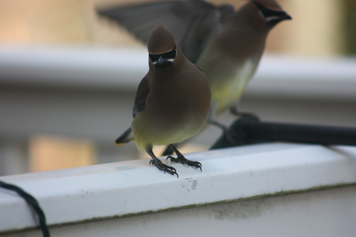 Cedar Waxwing - ML316070631