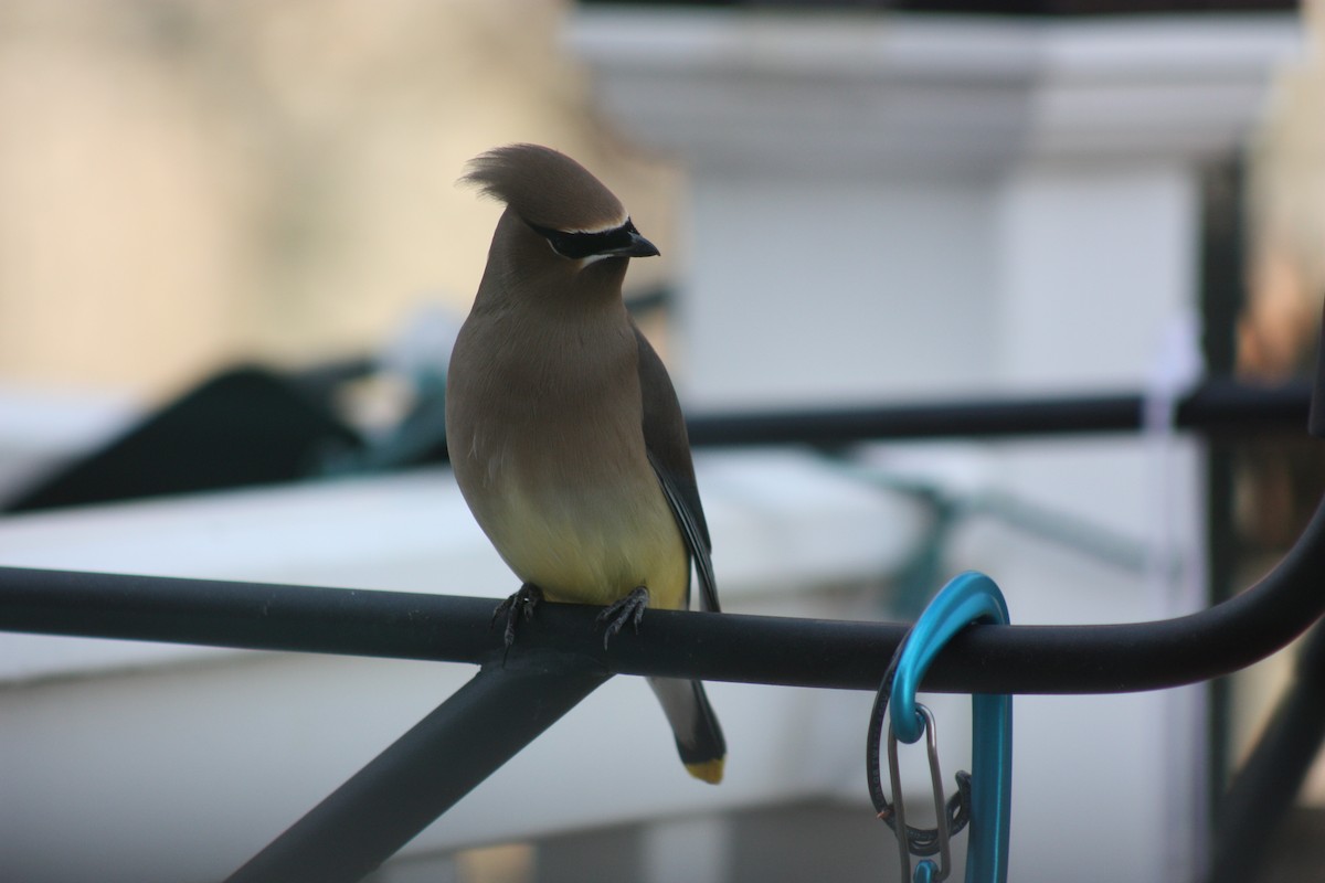 Cedar Waxwing - ML316070641