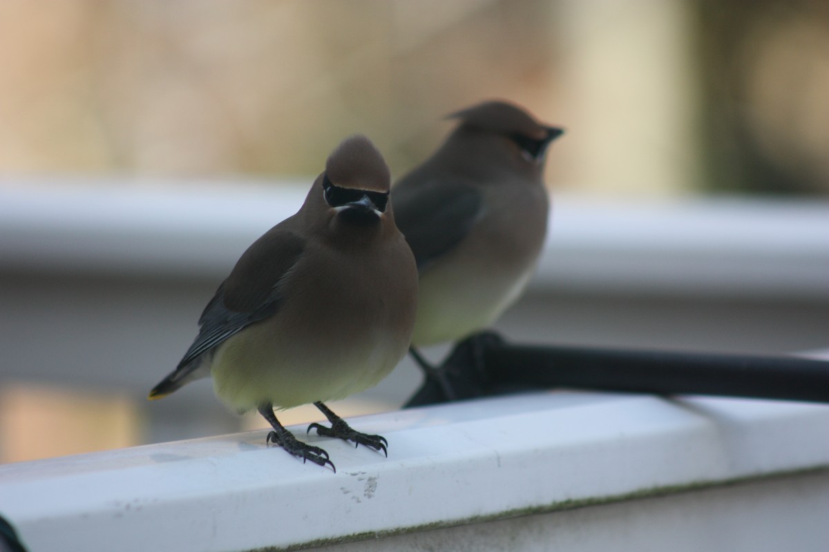 Cedar Waxwing - ML316070661