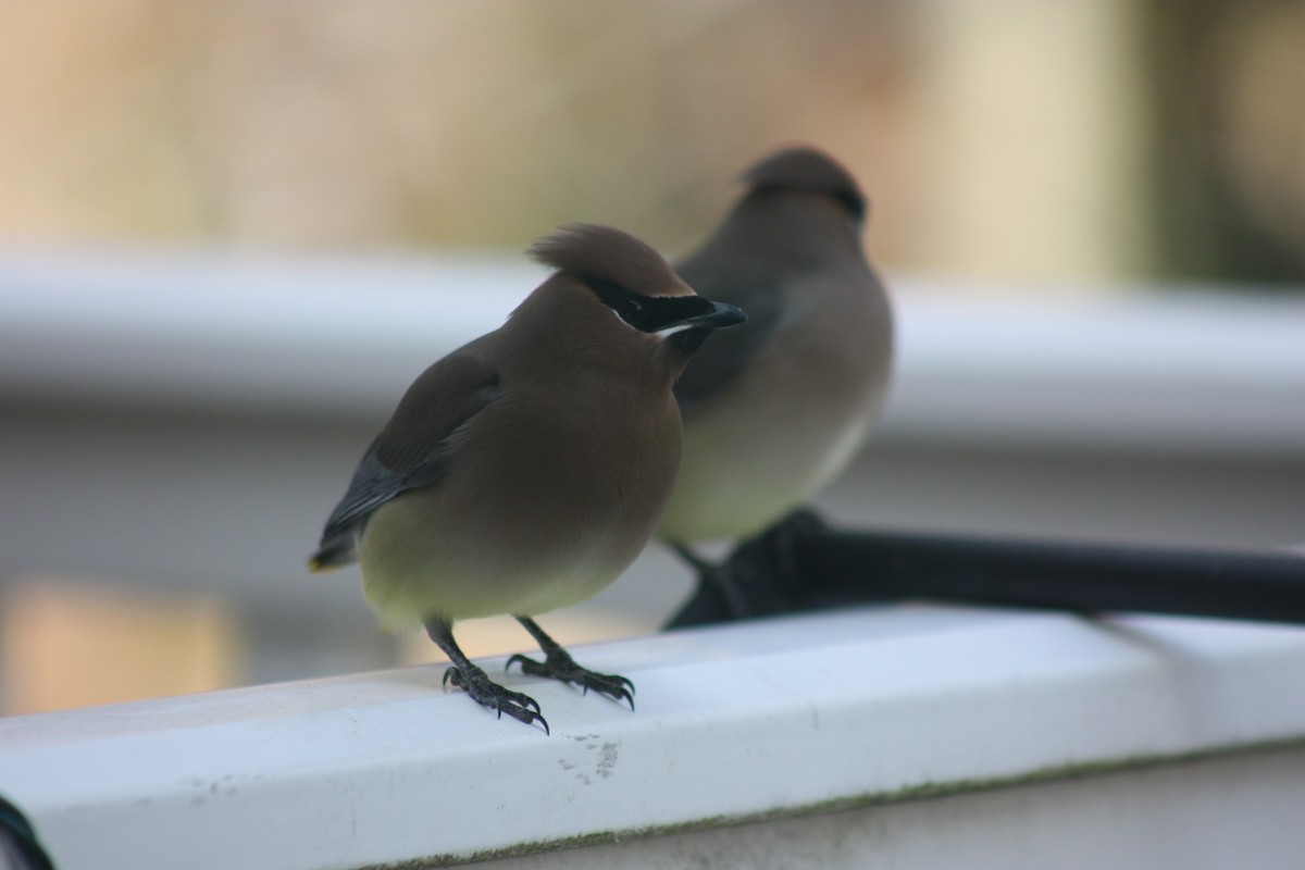 Cedar Waxwing - Rob Krieg