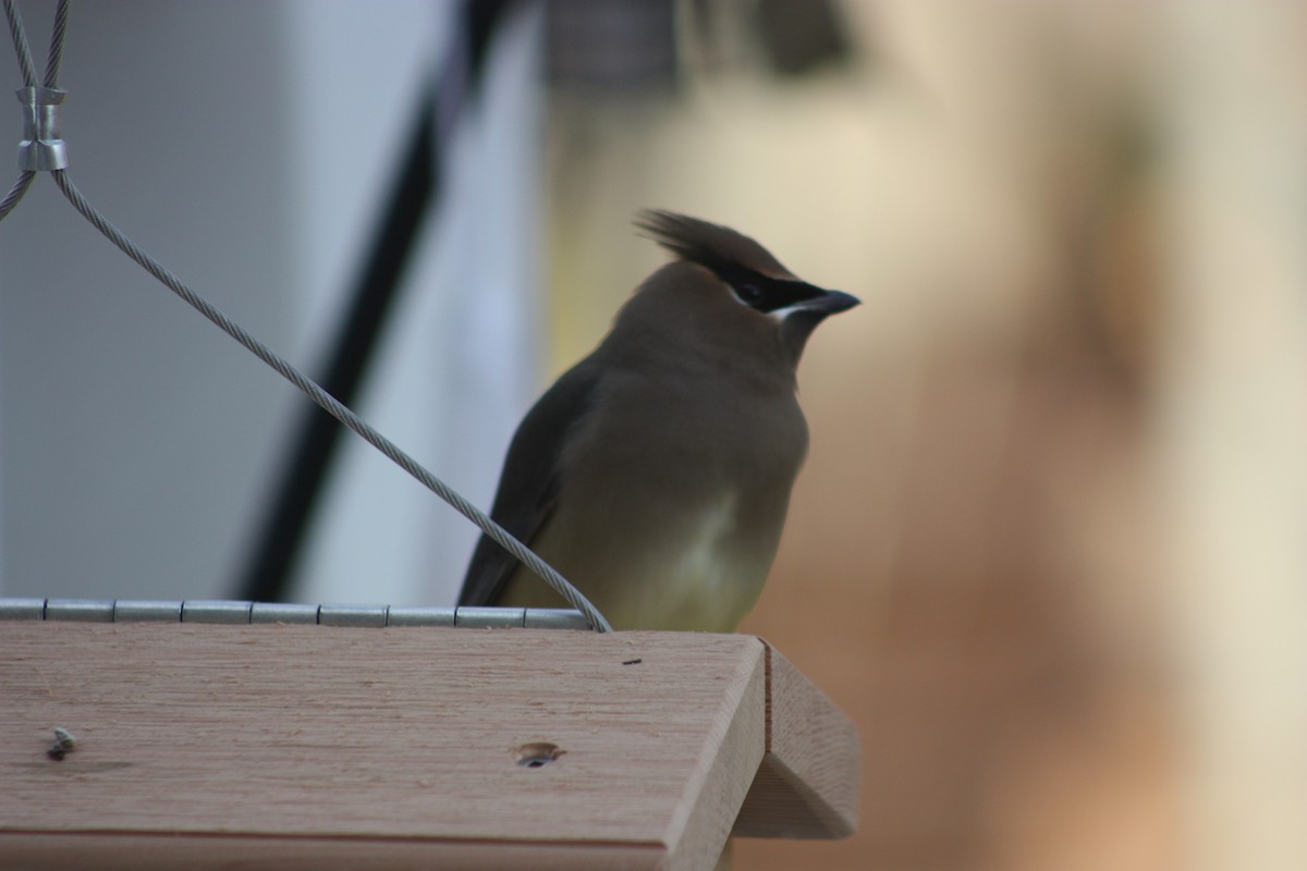 Cedar Waxwing - ML316070681