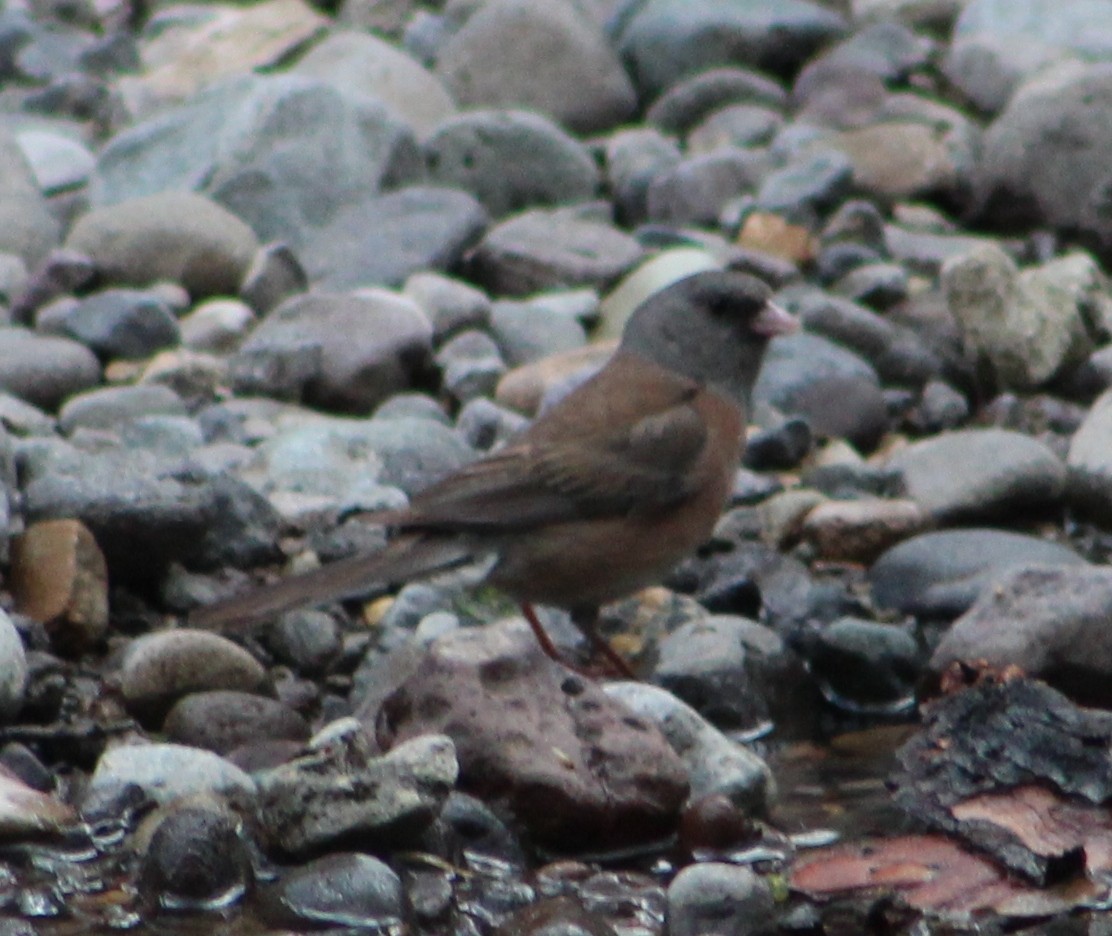 Dark-eyed Junco (Pink-sided) - ML31607181