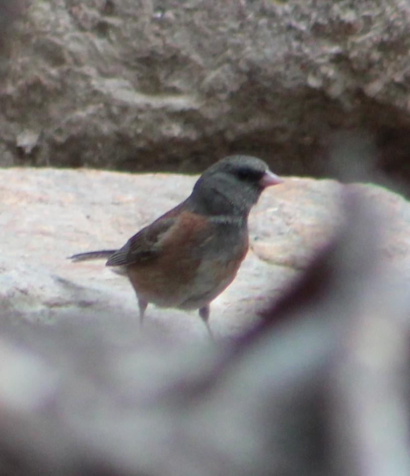Dark-eyed Junco (Pink-sided) - ML31607201