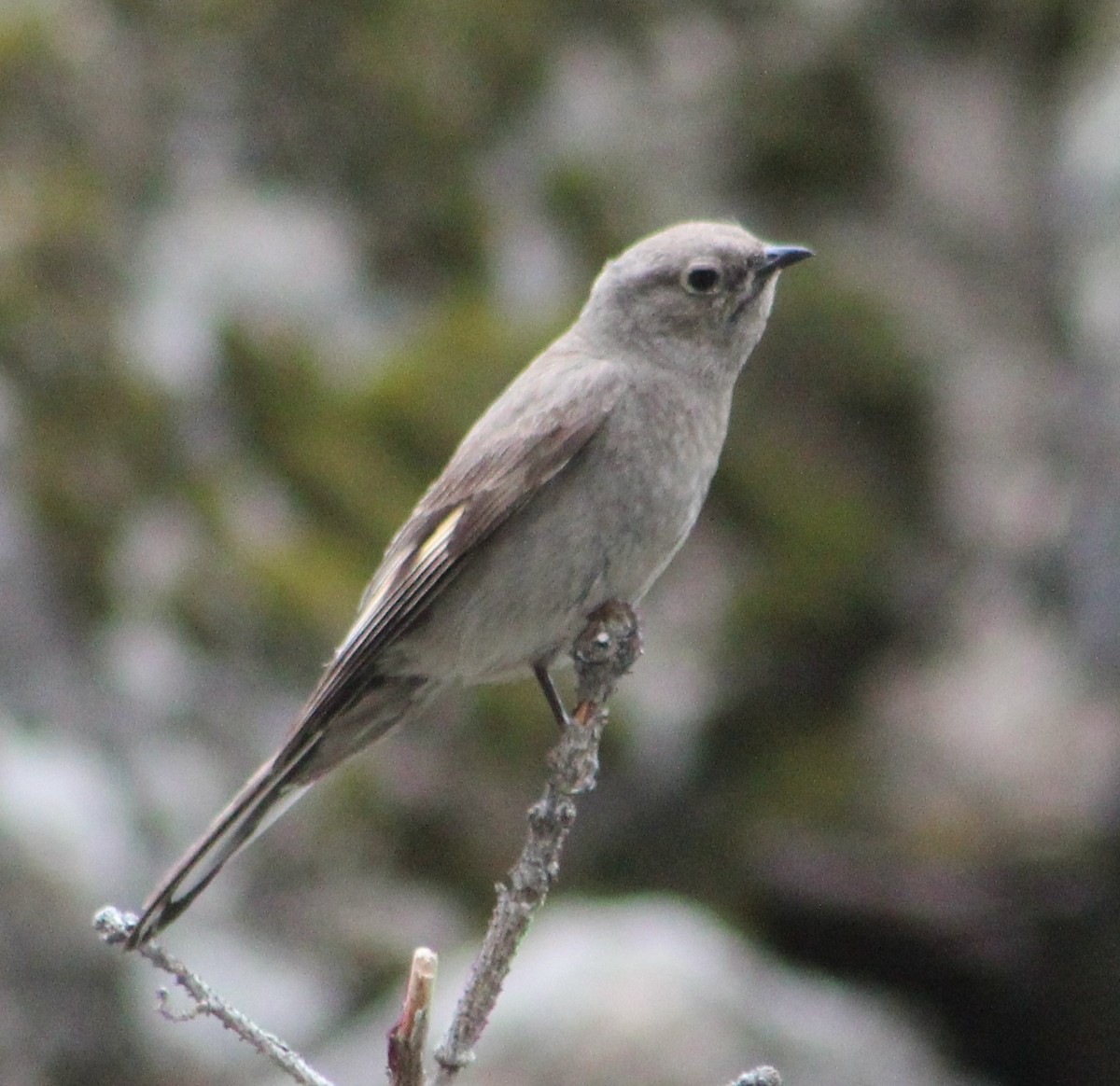 Townsend's Solitaire - ML31607281
